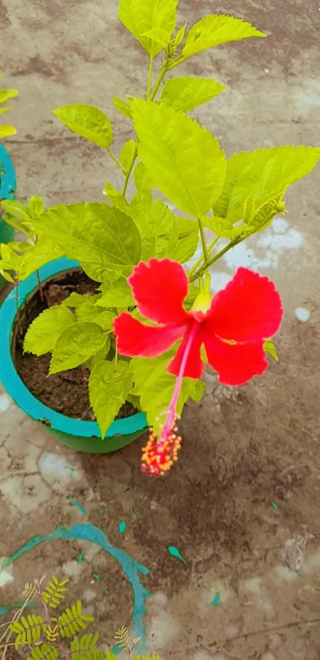 Arhul Flower Stock Photos, Images & Pictures - Flower