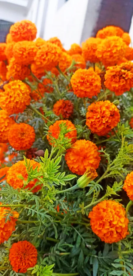 Genda flower Plant Images, Stock Photo - Flower