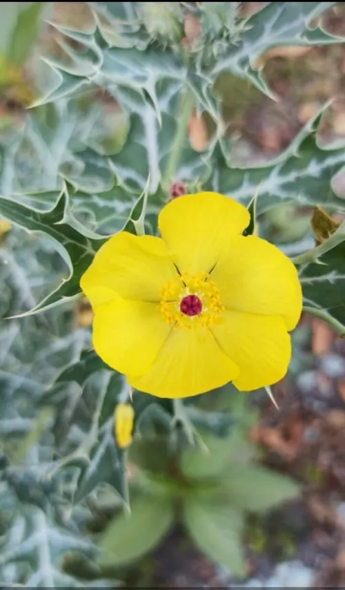 best yellow flower for your background