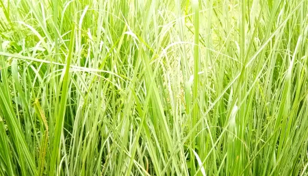 Big Green Grass Leaf Plant Photoshop Editing Photo