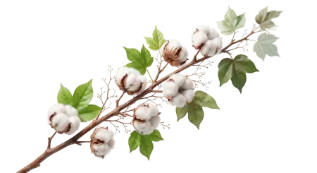 White Background