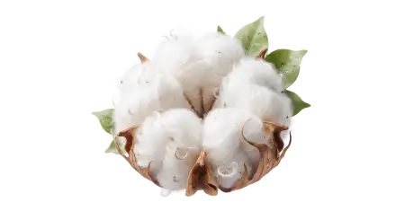 cotton plant png