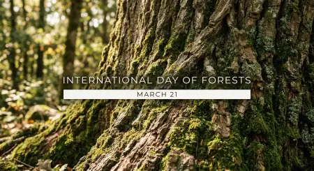 Free Download International Day Of Forests Images Free Image Download