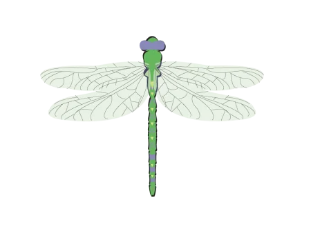 dragonfly leaf png vector psd clipart with transparent background photo for free download