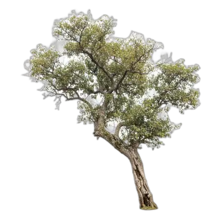 Free Dry Tree Png Transparent PNG Image Download