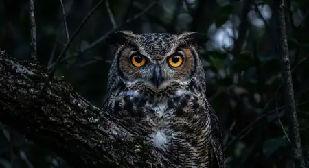 Free Hd Nature Image Wallpaper - Free Nature Hd Wallpaper Download