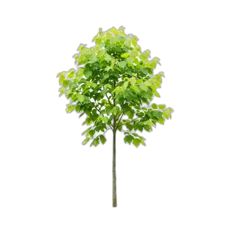 Free Garden Tree Png Transparent PNG Image Download