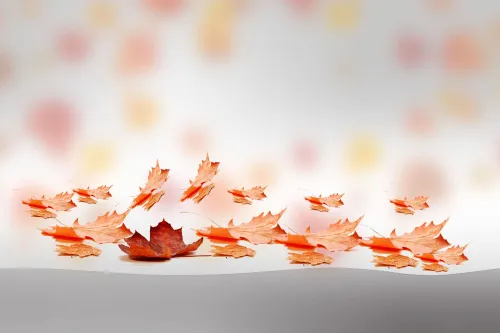 gray gradient banner background with leaf falling