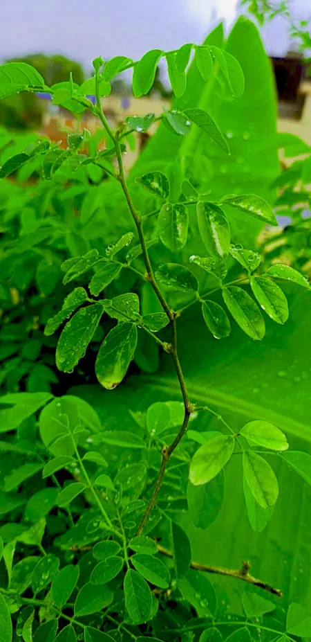 green tree plants in garden