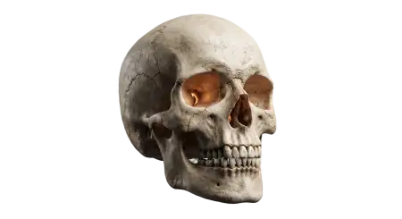 halloween 2026 scary skull png transparent - Halloween 2026