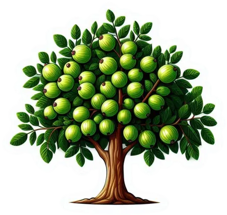 high-quality amla or gooseberry tree png transparent background