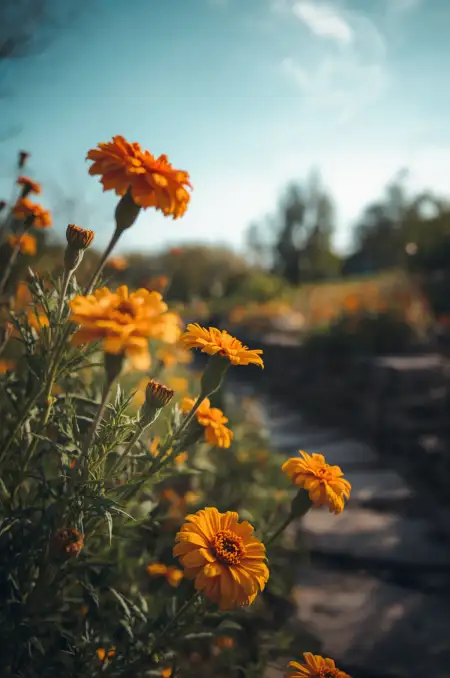 How To Grow Marigold Flowers From Seeds At Home - Free Marigold Flower Download