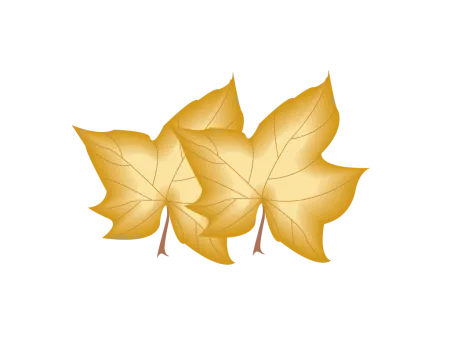 japanese maple png vector psd clipart with transparent background photo for free download