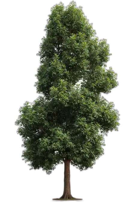 Free Large Size Tree Png PNG Image Download