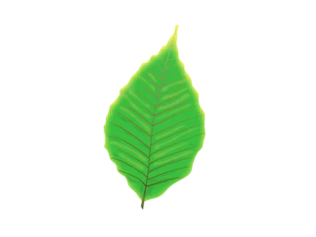 leaf png vector psd clipart with transparent background photo for free download