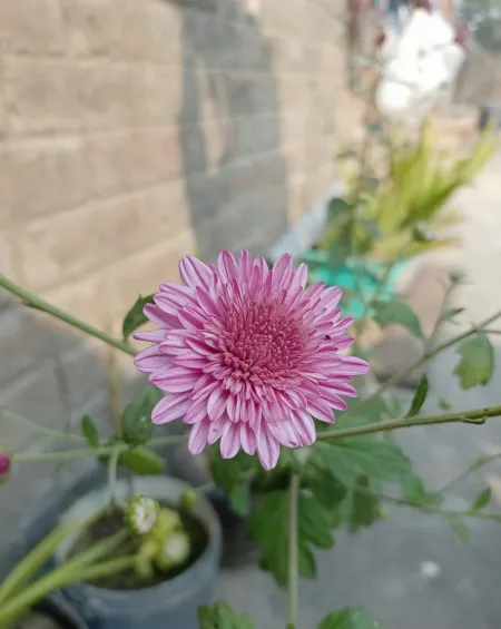 light pink flower background - Flower