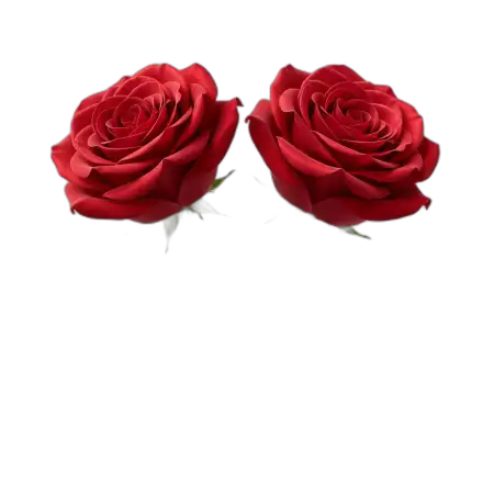Free Luxury Rose Png For Valentine Day Design PNG Image Download