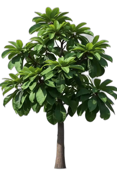 Free Mango Tree Png Transparent PNG Image Download