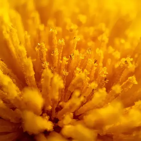 Marigold Flower Farm Photography In Morning Light - Free Marigold Flower Download
