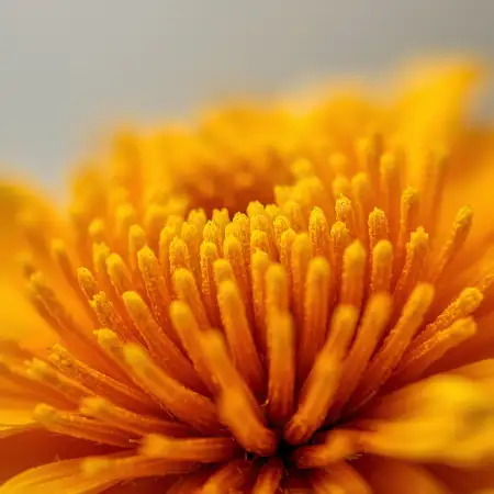 Marigold Flower Garland For Indian Festival - Free Marigold Flower Download