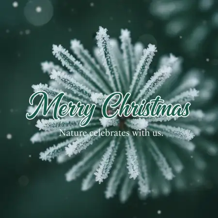 Merry Christmas Wishes For Facebook And Instagram - Free Merry Christmas Download