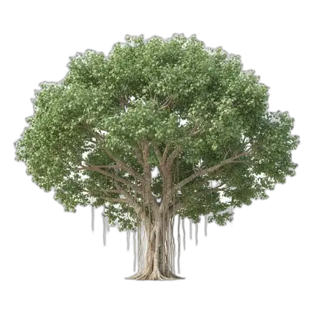 Free Natural Tree Png Transparent PNG Image Download