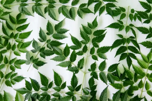 neem leaves image for background