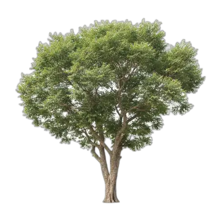 Free Neem Tree Png Transparent PNG Image Download