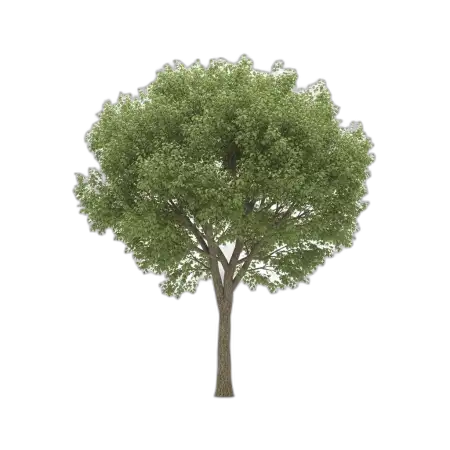 printable tree png