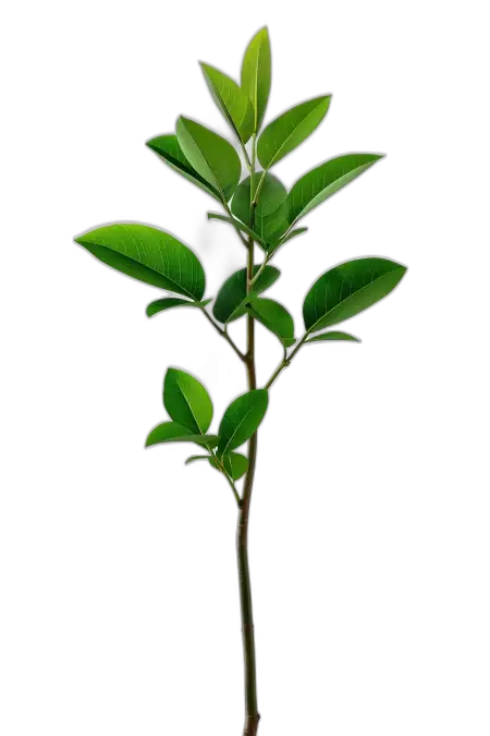 Free Professional Stock Png Tree Image Clean Edges For Commercial Use PNG Image Download