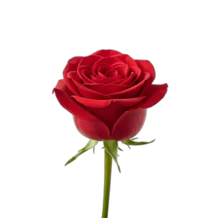 Free Realistic Rose Png Image PNG Image Download