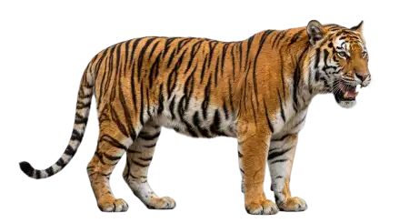 Realistic Tiger Png Transparent - Free Tiger Png Download