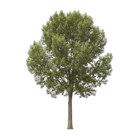 Free Realistic Tree Png Transparent PNG Image Download