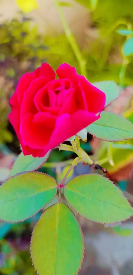 red rose flower with plant - Red Aesthetic