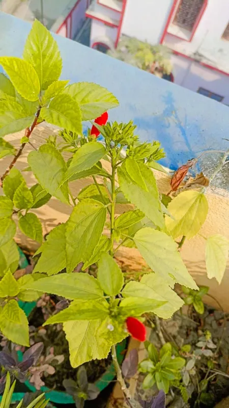 red small flower plant on the roof - All
