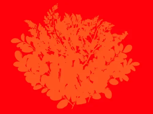 red flower background