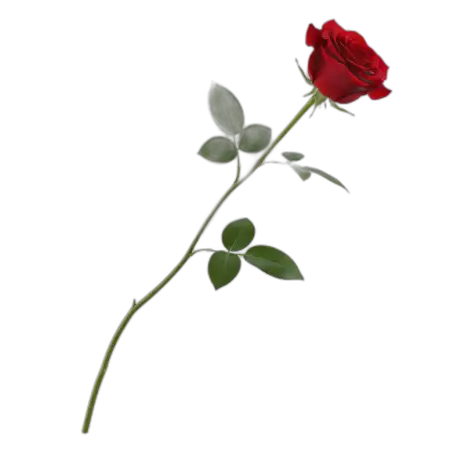 Free Red Rose Png Transparent Background PNG Image Download