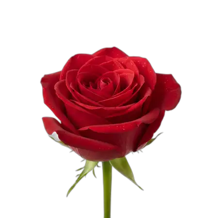 Free Rose Flower Png Hd Quality PNG Image Download