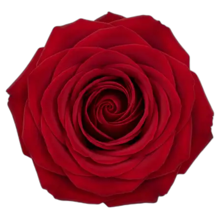 Rose Png Corner Decoration