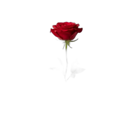Free Rose Png Creative Background PNG Image Download