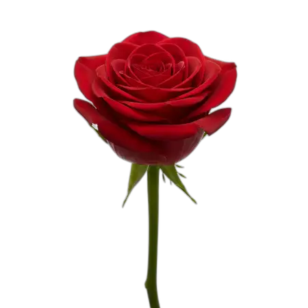Free Rose Png Digital Art PNG Image Download