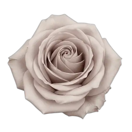 Free Rose Png Floral Background Transparent PNG Image Download