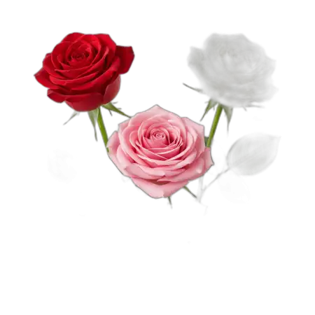 Free Rose Png Floral Border PNG Image Download