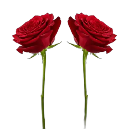 Free Rose Png For Poster Background PNG Image Download