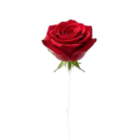 Free Rose Png Greeting Background PNG Image Download