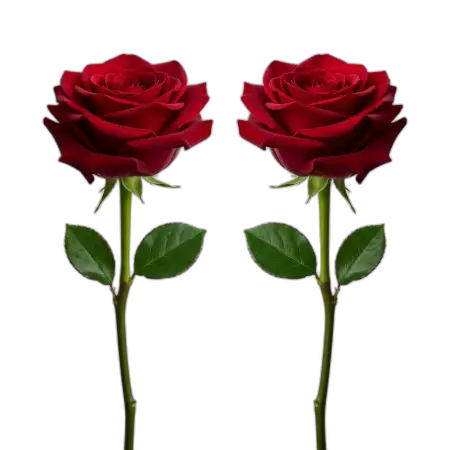 Free Rose Png Nature Design PNG Image Download