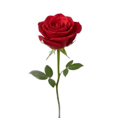 Free Rose Png Royalty Free PNG Image Download