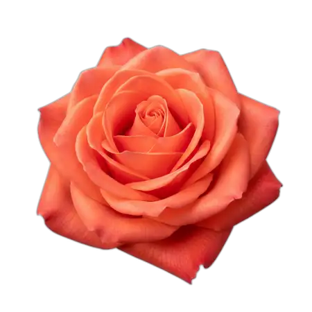 Free Rose Png Soft Lighting PNG Image Download