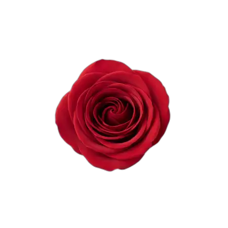 Rose Png Top View