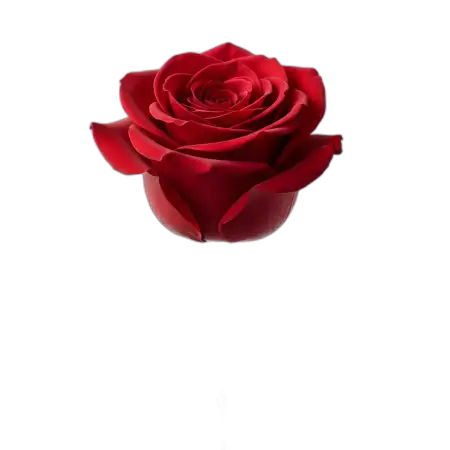 Free Rose Png With Stem Transparent PNG Image Download